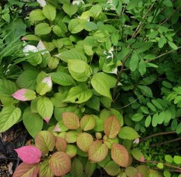 Kolomikta Mâle Nordic™