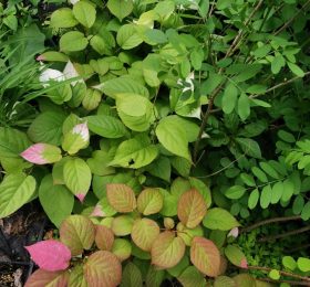 Kolomikta Mâle Nordic™