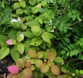 Kolomikta Mâle Nordic™