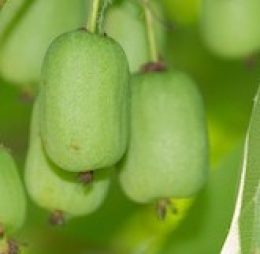 Arguta Femelle<br>Early Cordifolia