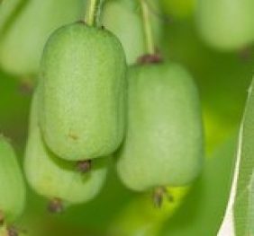 Arguta Femelle<br>Early Cordifolia