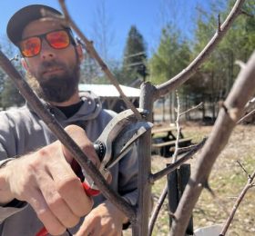 Atelier de taille des arbres fruitiers