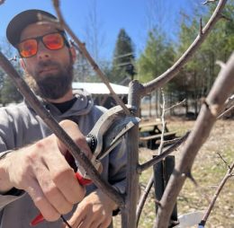Atelier de taille des arbres fruitiers