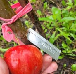 Atelier de greffage des arbres fruitiers