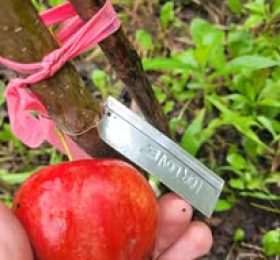 Atelier de greffage des arbres fruitiers