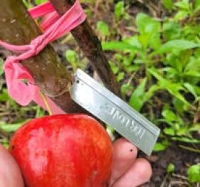 Atelier de greffage des arbres fruitiers